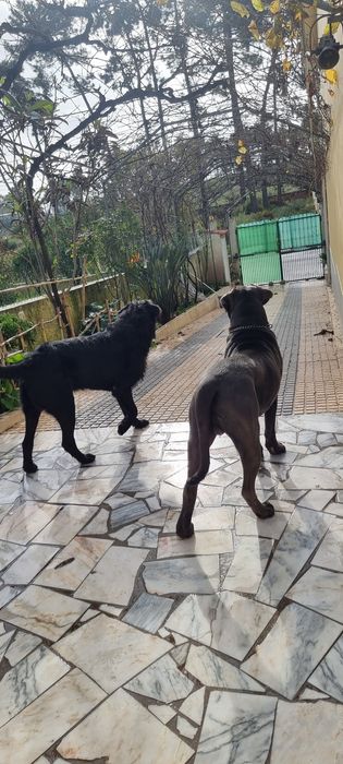 Cão  para adopção.