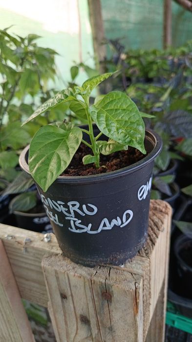 Vendo Plantas de Pimentas / Malaguetas raras ( 200 variedades)