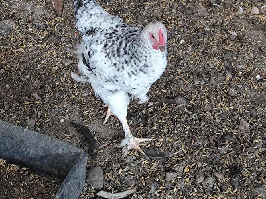 Koguty większe mniejsze