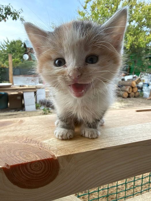 отдам котят в хорошие руки