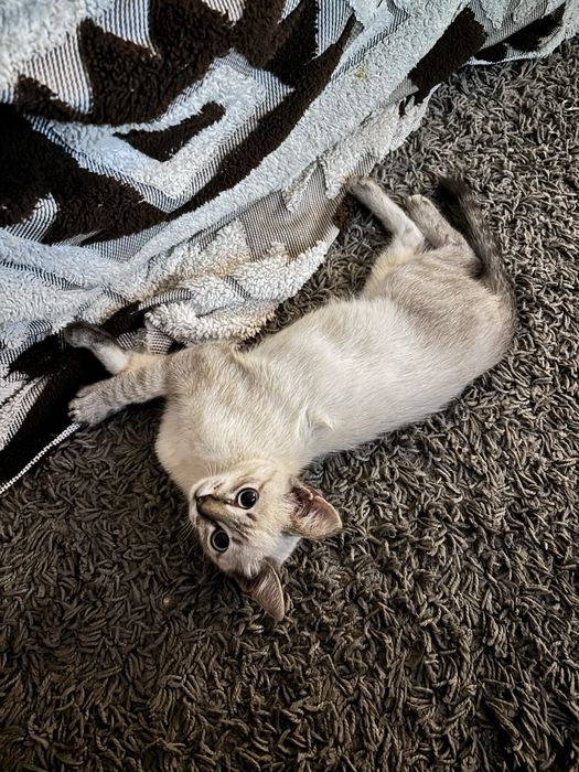 Gatinho macho de aproximadamente 3 meses
