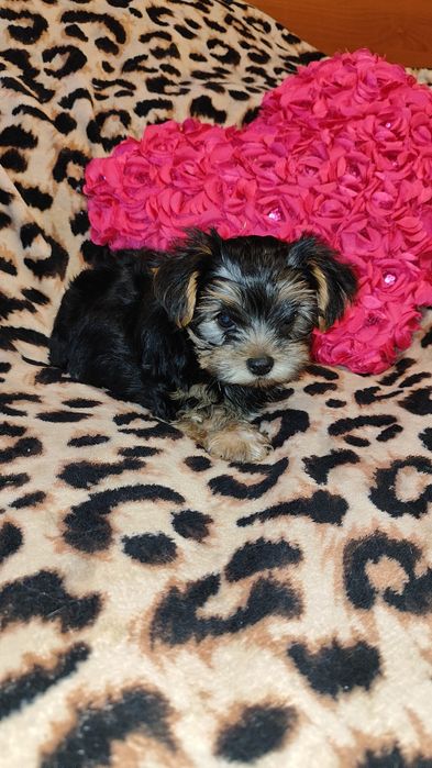 Цуценята йоркширського тер’єра - Подарунок на 8 березня