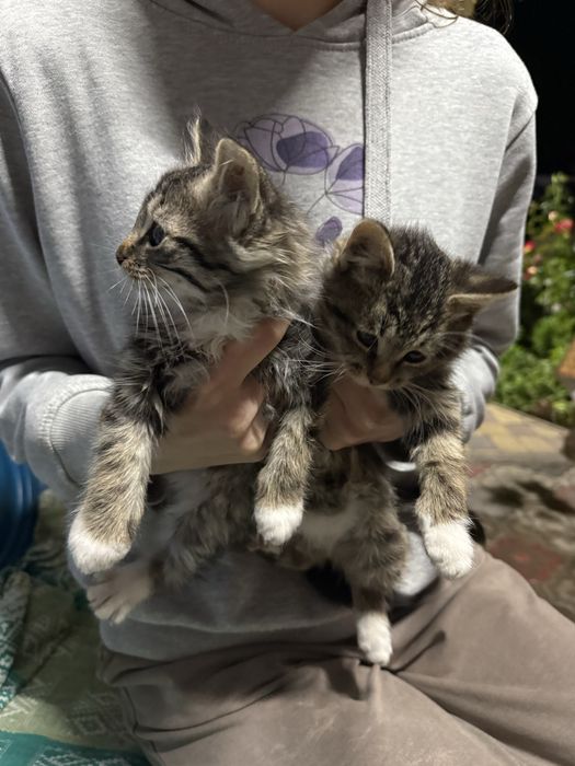 віддам кошенят, 2 хлопчики та дівчинка, кошенятам 2 місяці, шукають люблячу родину