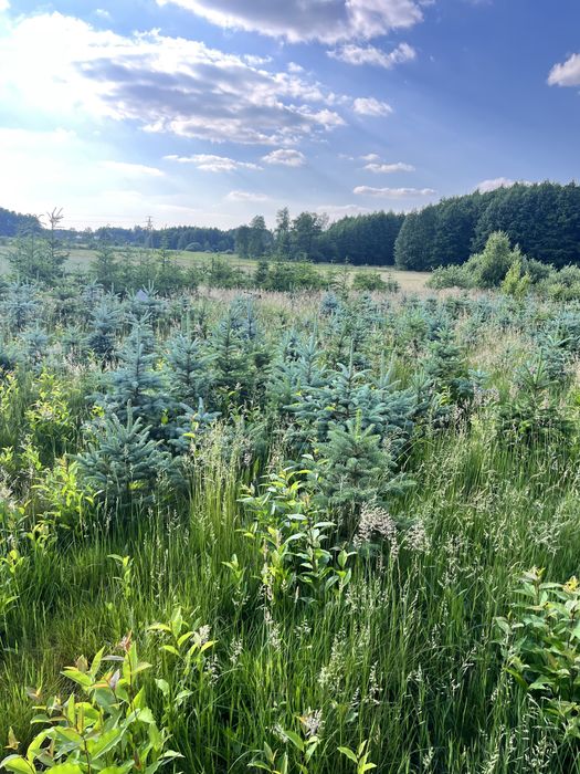 Świerk pospolity, świerk kłujący (srebrny)