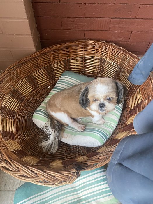 Suczka shih-tzu dorosla