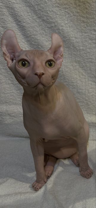 Кошеня Ельфійський сфінкс