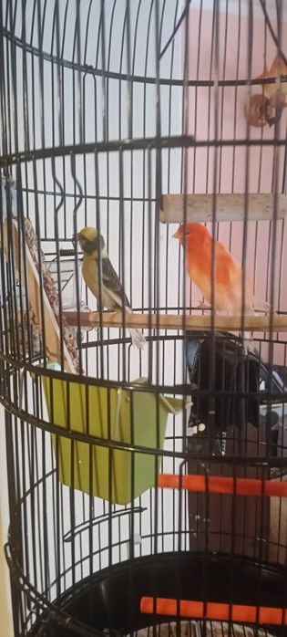 Kanarek samiec sprzedam