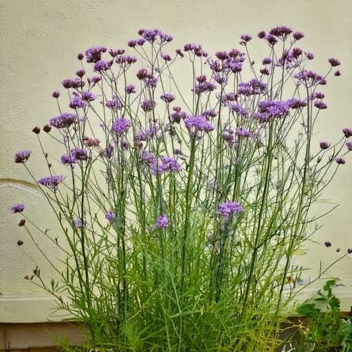 Werbena patagońska – HIT ogrodów -sadzonki