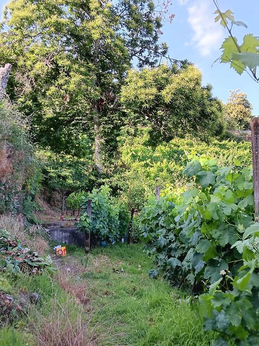 Terreno Agrícola com Vinha e Árvores de Fruto