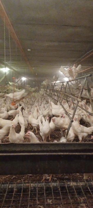 Najlepsze Nioski Leghorn 24 tygodnie.  Wysyłka!