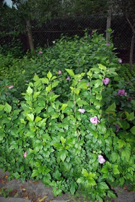 hibiskus, okazja, tanio