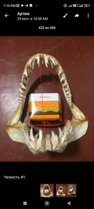 Аренда и прокат акульих челюстей . А также морской атрибутики