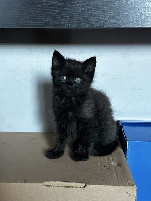 Кошеня дівчинка 2 місяці
