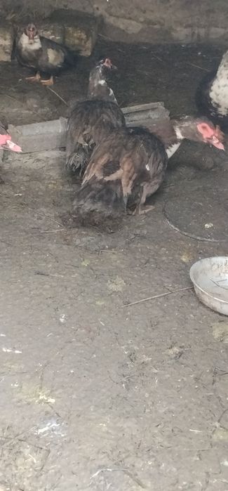 Продам Індокачурі