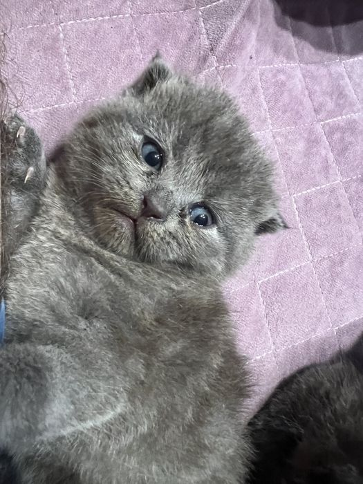 Продаються котинята ,пухнасті веслоухі .