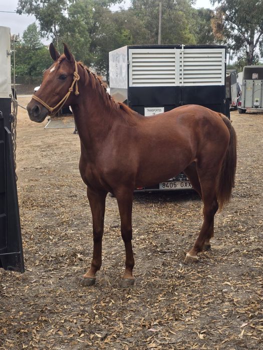 Egua de 5 anos com papeis