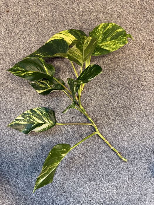 Epipremnum marble queen variegata nawet 25 cm liść