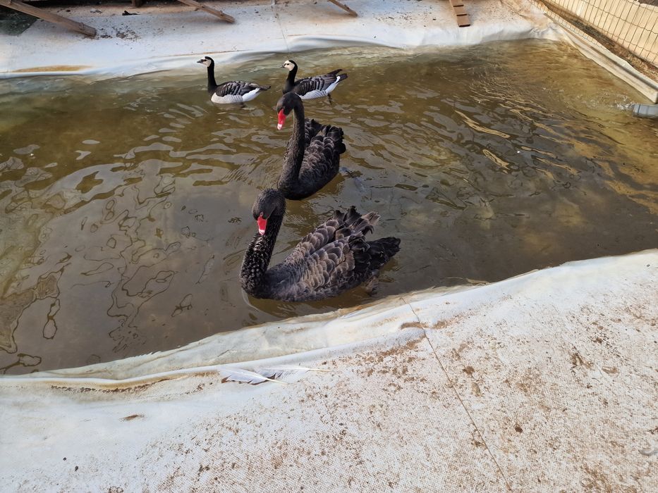 Casal de cisnes pretos adultos