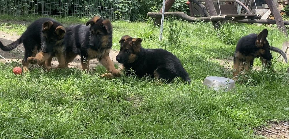 Вівчарочки від найкращоі пари