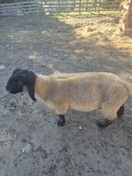 Suffolk carneiro