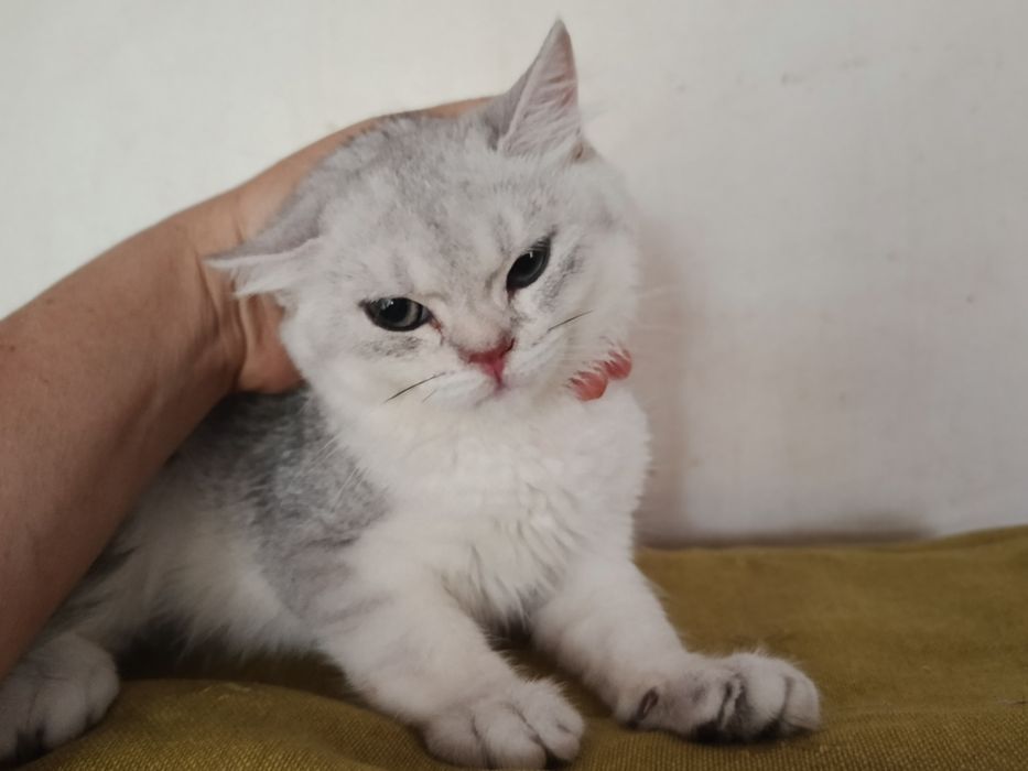 Срібляста шиншила кошеня хлопчик котик британський