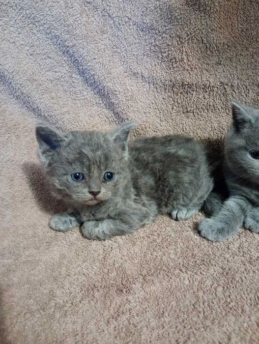 котики британчики