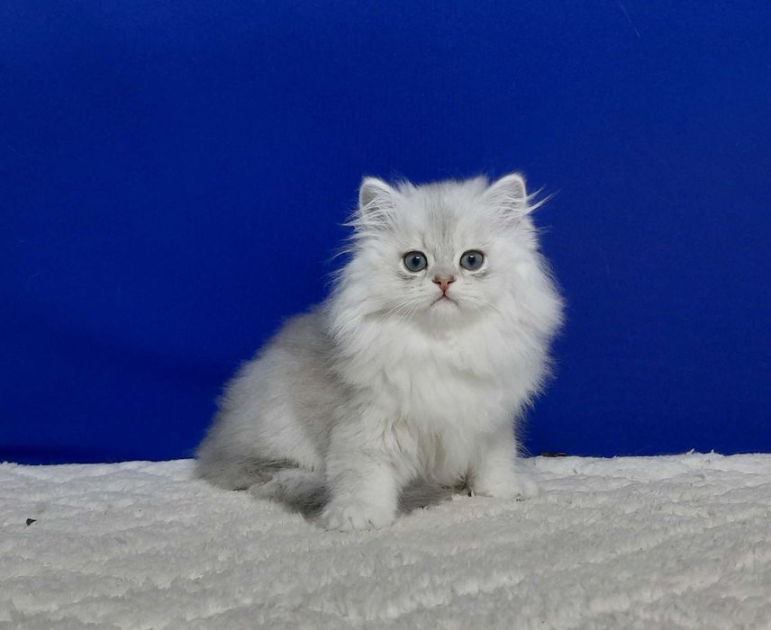 Шотландський Хайленд хлопчик на ім"я Джавелін