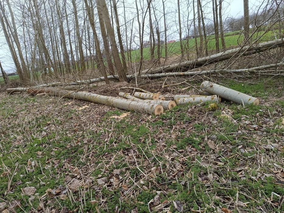 sprzedam drzewo topolemam