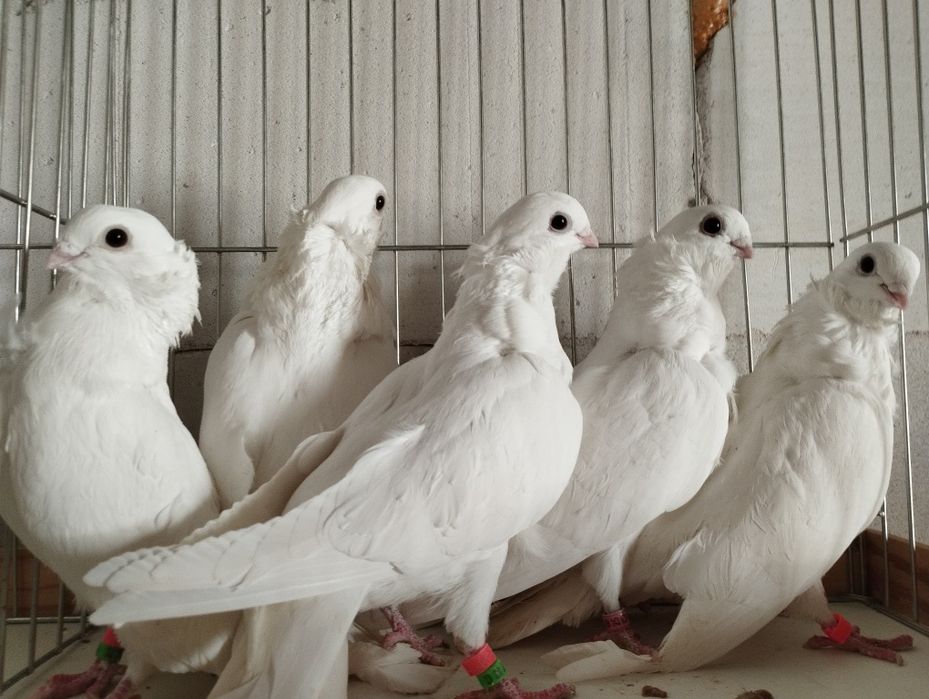 Mewk i białe egipskie, litewskie, kowieńskie