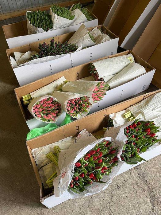 ОПТ! тюлпан ОПТ/ГУРТ 8 марта/березня вид 50 шт харьков вид 19,99 грн