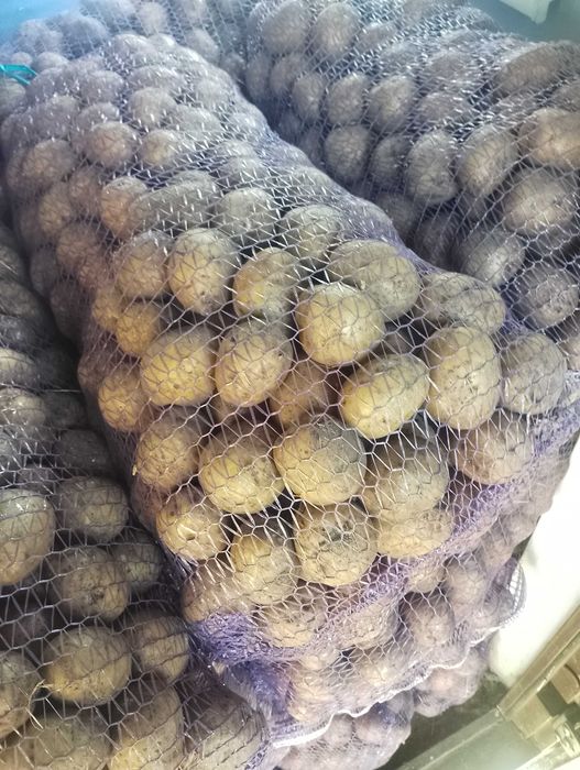 Продам насінневу картоплю. Сорт Гала,,Всі питання через телефон.