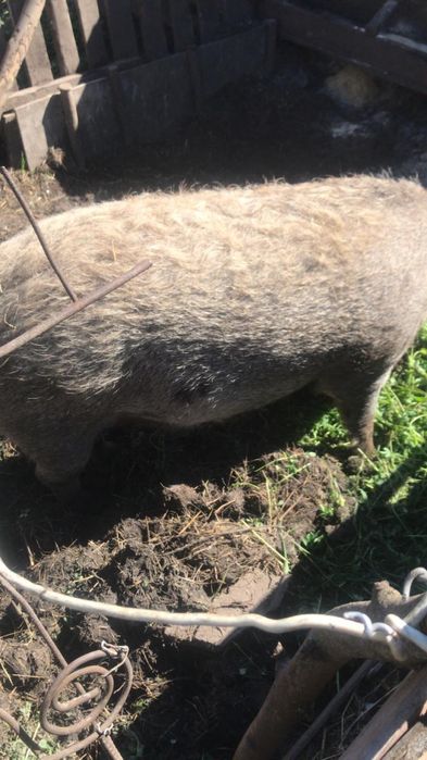 Продаються поросята і поросна свинка мангалиця