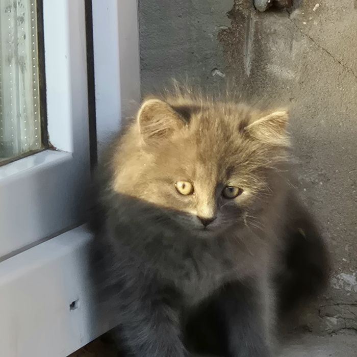 Кошенята в добрі руки