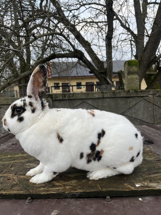 Króliki samiec rex trójbarwny