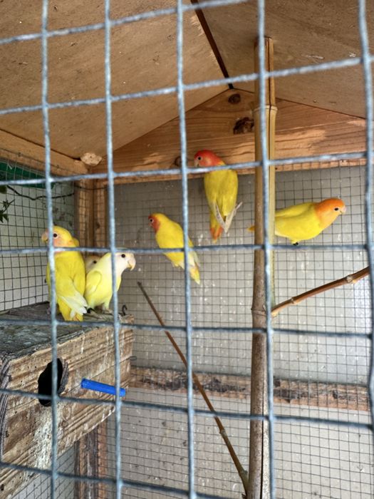 Roseicollis Amarelos