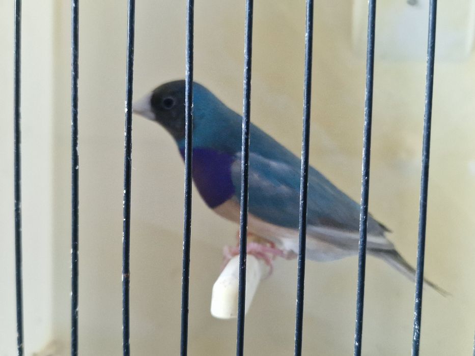 Diamantes de gould