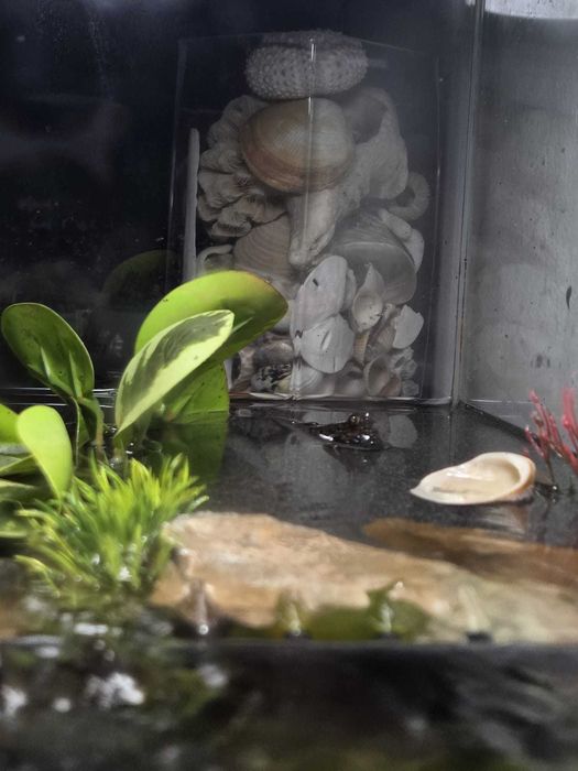 Peixe Mudskipper