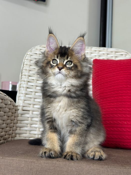 Dracarys- Kocurek Maine Coon