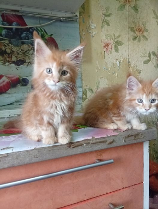 Котята Мэйн Куна