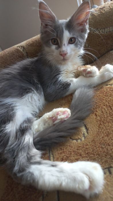 Miziasty niebiesko-biały kocurek Maine Coon PZF