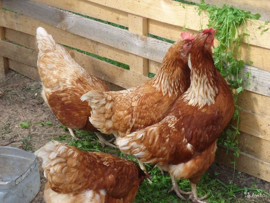 Німецька вакцинована курка Ломан