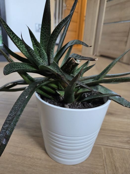 2Gasteria sukulent