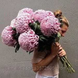 Хризантеми, саджанці в контейнерах!