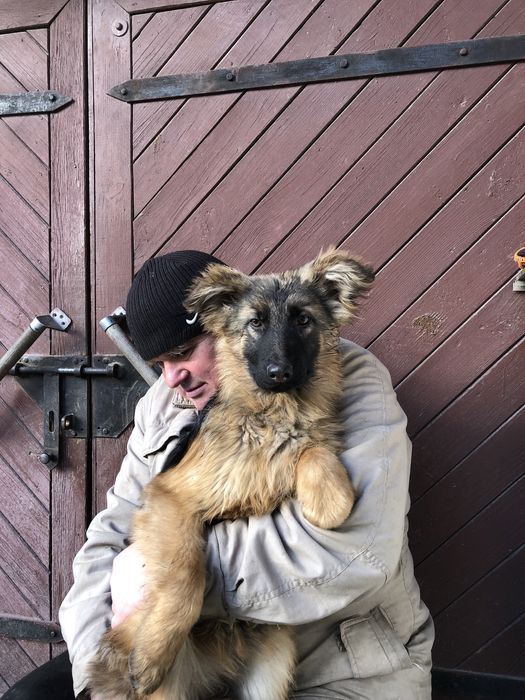 Німецька вівчарка..