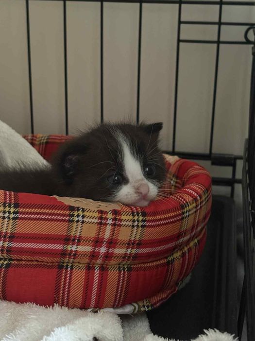 Oddam kotka w dobre rece