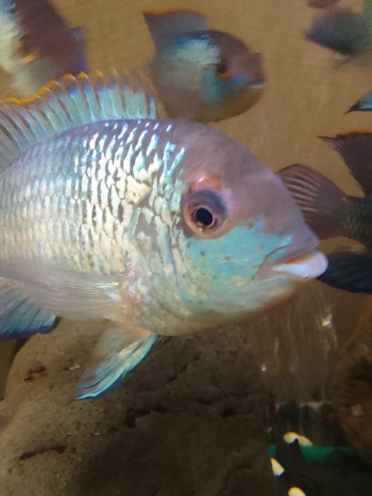 НанакараБлюНеонЭлектрик.Взрослая-молодая рыба.