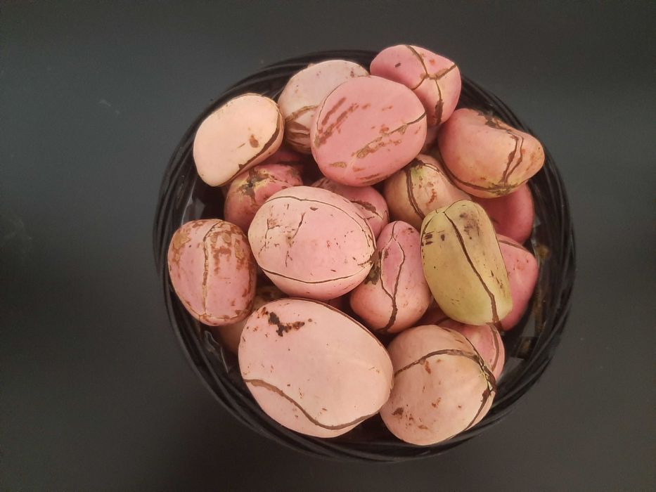 Noz de cola, obi de 4 gomos, Kolanut