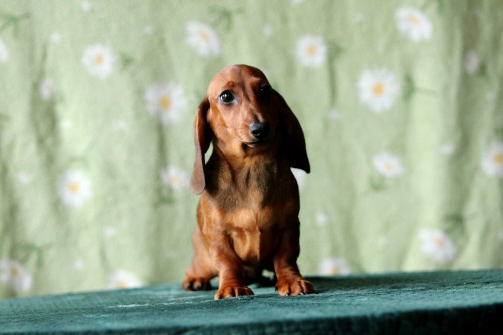 Jamnik króliczy krótkowłosy ZKwP/FCI śliczna ANACHITTA