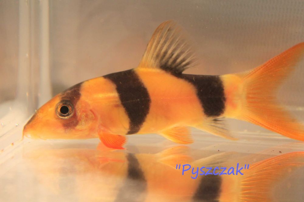 Bocja Wspaniała  od "P"