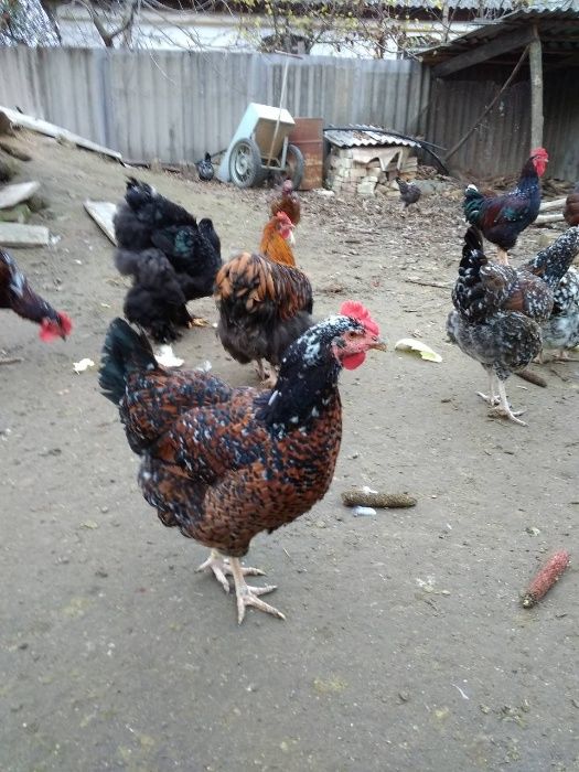 Продам кур, курчат, яйца ливенские ситцевые, кохинхины, джерсийски